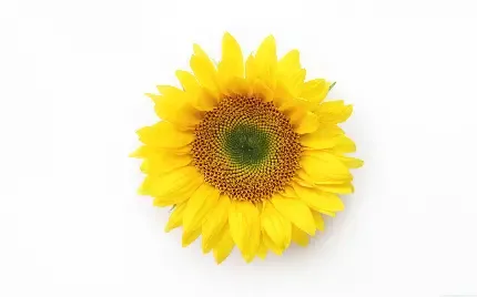  عکس گل آفتابگردان برای پروفایل