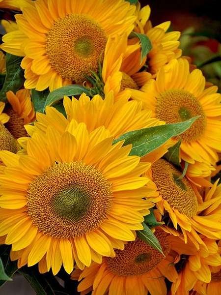  عکس گل آفتابگردان برای تصویر زمینه