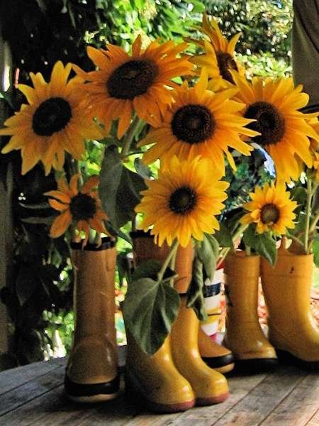  عکس گل آفتابگردان برای تصویر زمینه