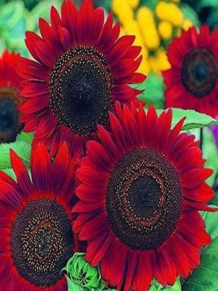  عکس گل آفتابگردان برای تصویر زمینه