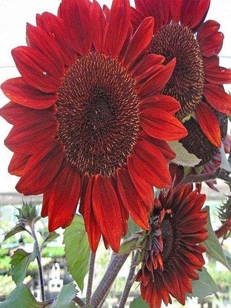  عکس گل آفتابگردان برای تصویر زمینه