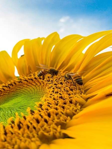  عکس گل آفتابگردان برای تصویر زمینه