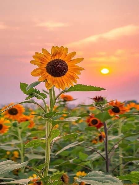  عکس گل آفتابگردان برای تصویر زمینه