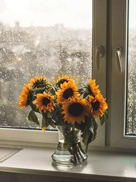  عکس گل آفتابگردان برای تصویر زمینه