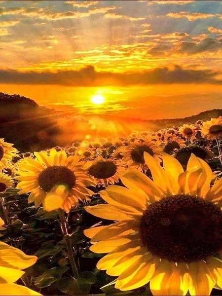  عکس گل آفتابگردان برای تصویر زمینه