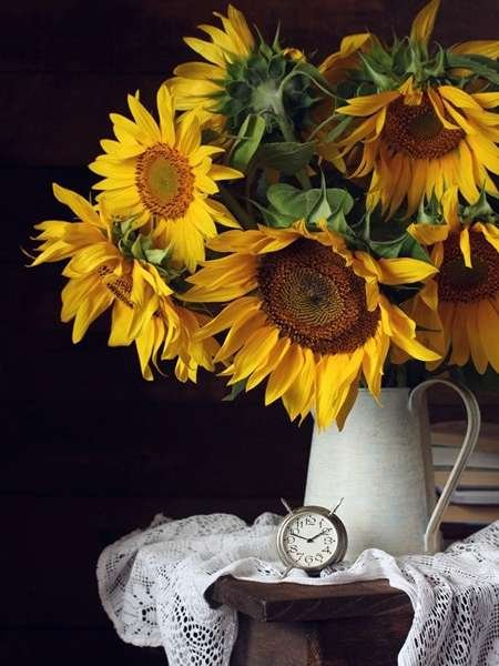  عکس گل آفتابگردان برای تصویر زمینه