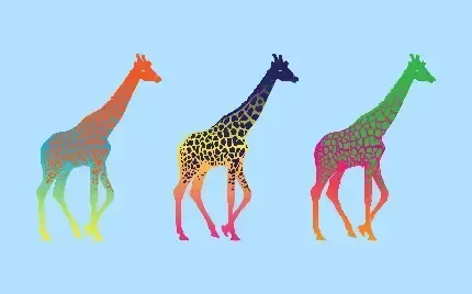  عکس زرافه با کیفیت بالا