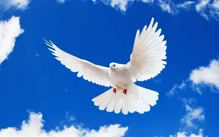  عکس پروفایل کبوتر لاتی