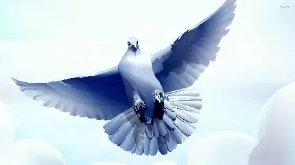  عکس پروفایل کبوتر لاتی