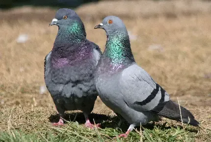  عکس کبوتر زیبا