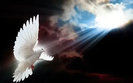  عکس کبوتر زیبا