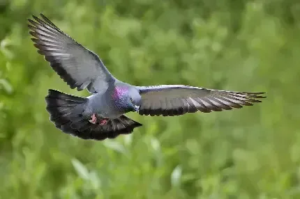  عکس کبوتر زیبا