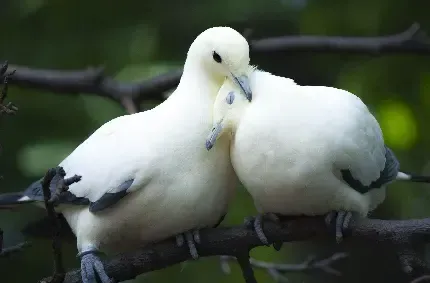  عکس کبوتر زیبا