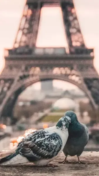  عکس کبوتر زیبا