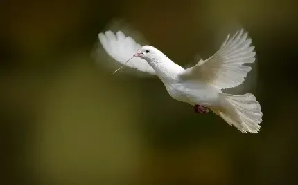  عکس کبوتر زیبا