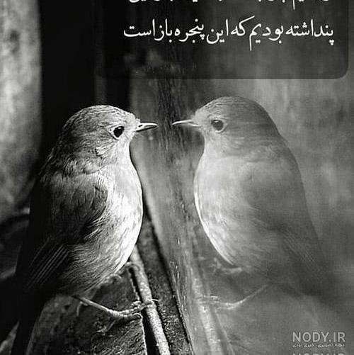 عکس پروفایل کبوتر تنها
