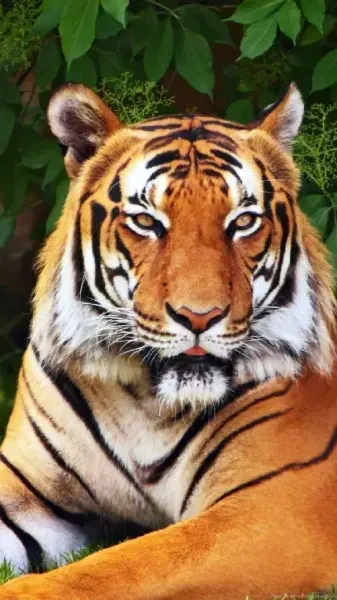  عکس ببر وحشی و ترسناک