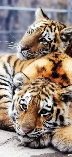  عکس ببر وحشی و ترسناک