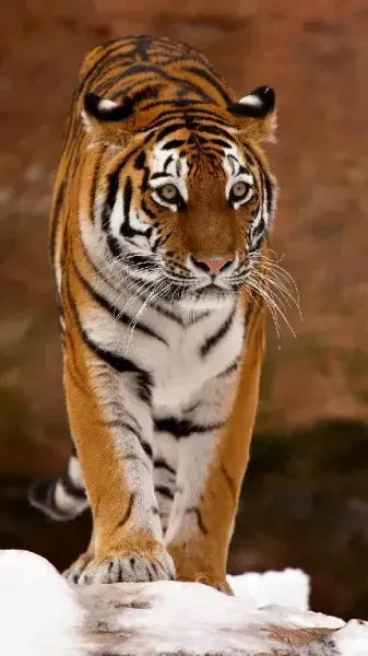  عکس ببر وحشی و ترسناک
