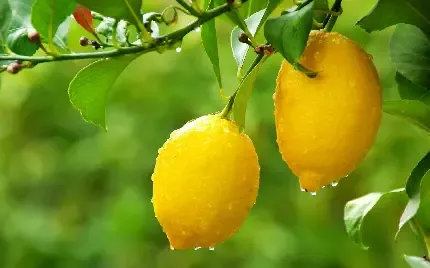  دانلود عکس درخت پر از لیمو