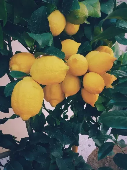  عکس تصویر زمینه درخت لیمو با کیفیت برای تبلت