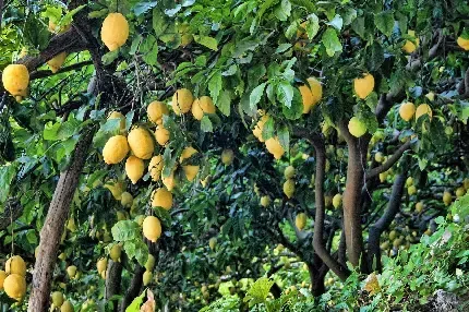  عکس تصویر زمینه درخت لیمو با کیفیت برای تبلت