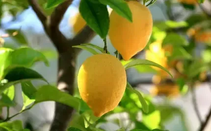  عکس تصویر زمینه درخت لیمو با کیفیت برای تبلت