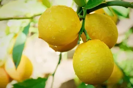  عکس تصویر زمینه درخت لیمو با کیفیت برای تبلت