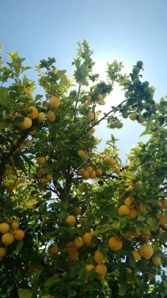  عکس تصویر زمینه درخت لیمو با کیفیت برای تبلت