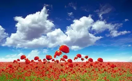  عکس تصویر زمینه آسمان آبی برای لپ تاپ