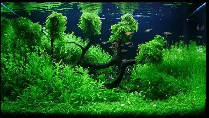  عکس آکواریوم برای بک گراند