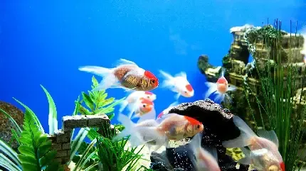 تصویر زمینه آکواریوم متحرک