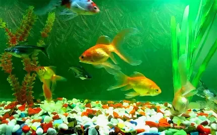  تصویر زمینه آکواریوم متحرک