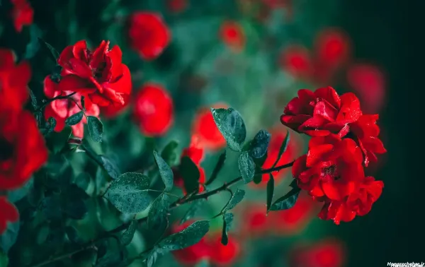  والپیپر خفن برای کامپیوتر