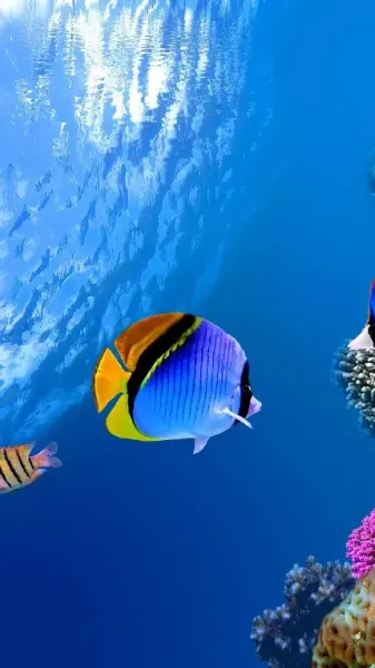 دانلود تم ماهی متحرک برای اندروید
