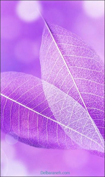  عکس رنگ بنفش پاستیلی