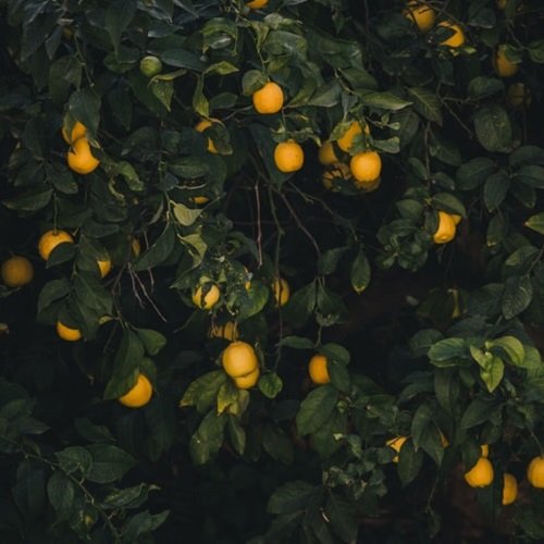  عکس درختان زیبا برای پروفایل