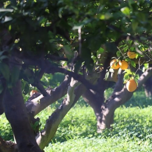 عکس درختان زیبا برای پروفایل