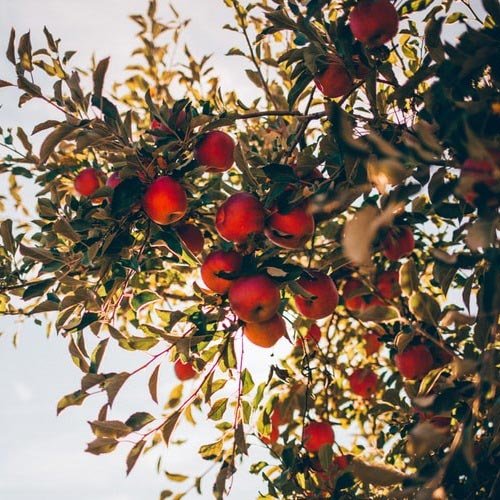  عکس درختان زیبا برای پروفایل