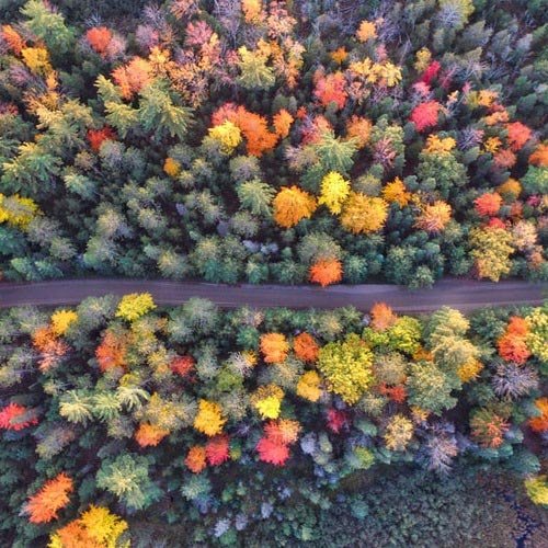  عکس درختان زیبا برای پروفایل