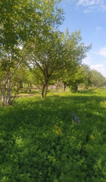  عکس درخت برای والپیپر گوشی