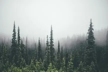  عکس پس زمینه جنگل کاج