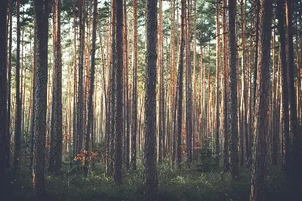  عکس پس زمینه جنگل کاج