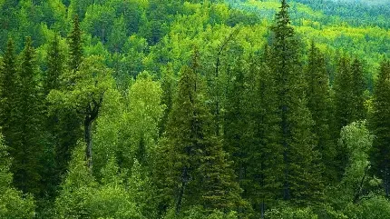  عکس پس زمینه جنگل کاج