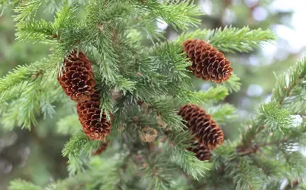  عکس پس زمینه جنگل کاج