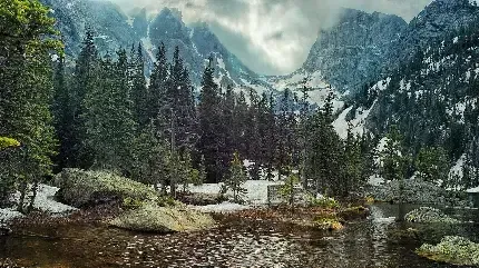  عکس جنگل مه آلود