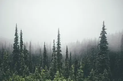  عکس جنگل مه آلود