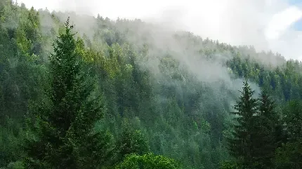  عکس جنگل مه آلود