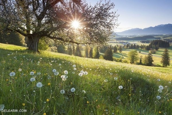  والپیپر درخت بهاری برای گوشی