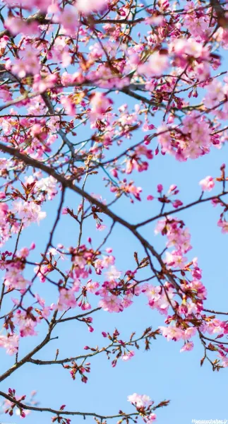 تصویر زمینه بهاری موبایل